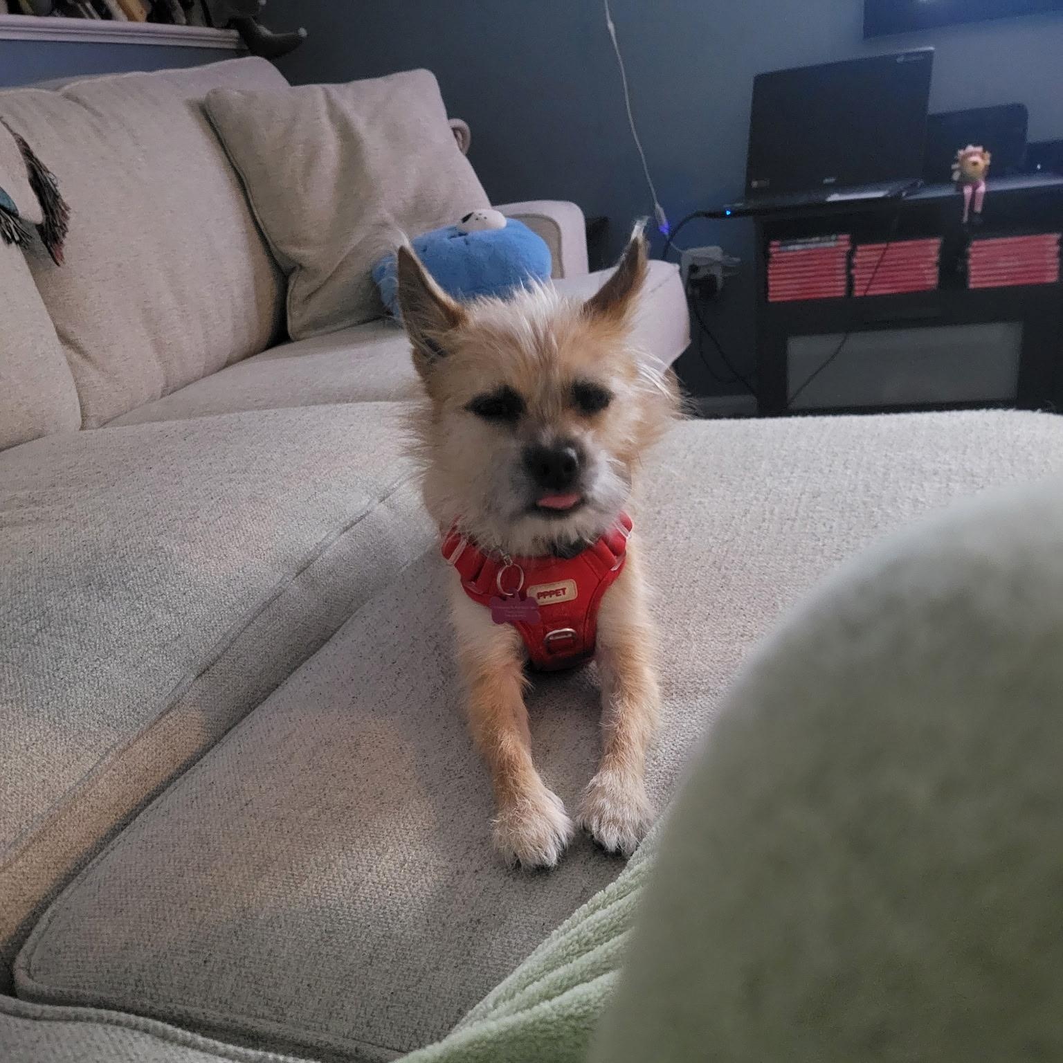 Enlarge Tol , an adopted mixed breed in Providence , RI image 4/6