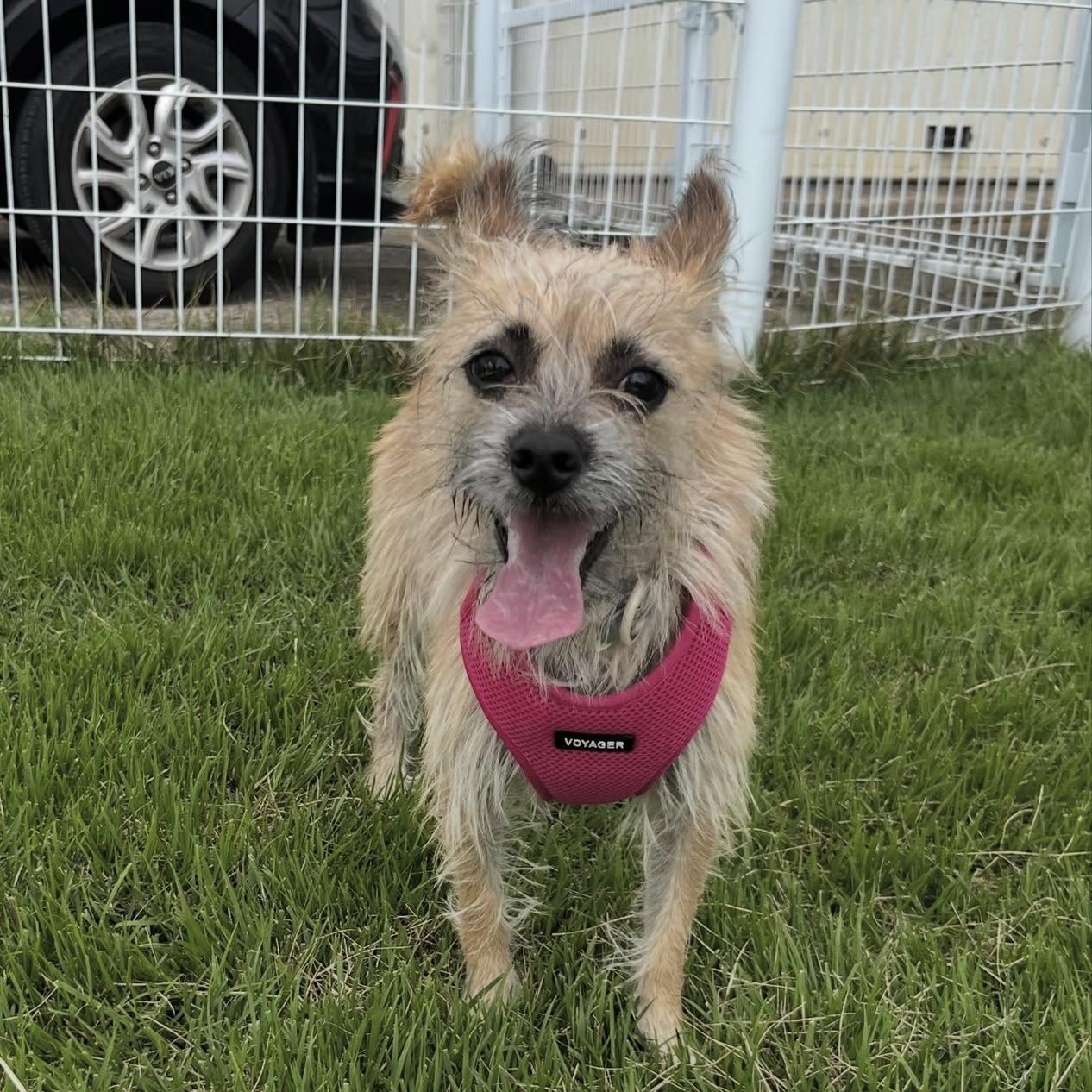 Enlarge Tol , an adopted mixed breed in Providence , RI image 3/6