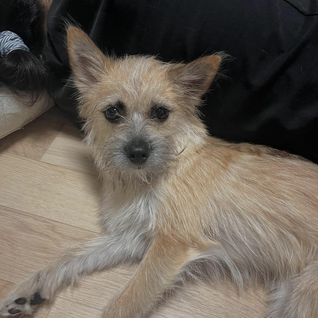 Enlarge Tol , an adopted mixed breed in Providence , RI image 1/6