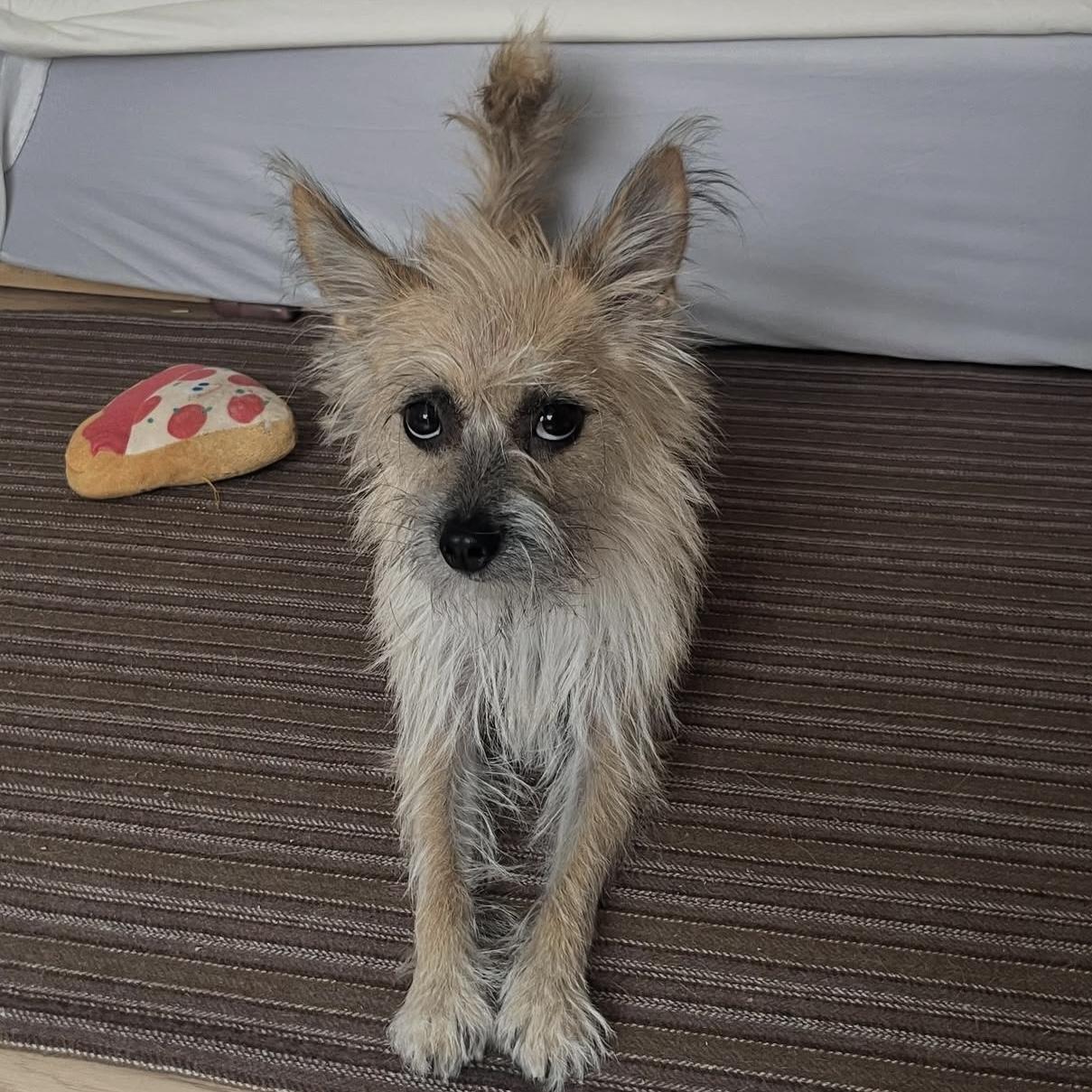 Enlarge Tol , an adopted mixed breed in Providence , RI image 5/6