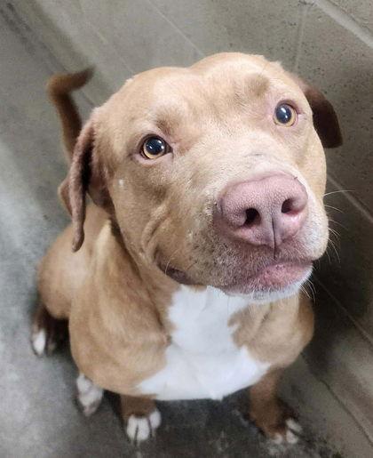 Sandy, Adoptable, Adult Male Pit Bull Terrier.