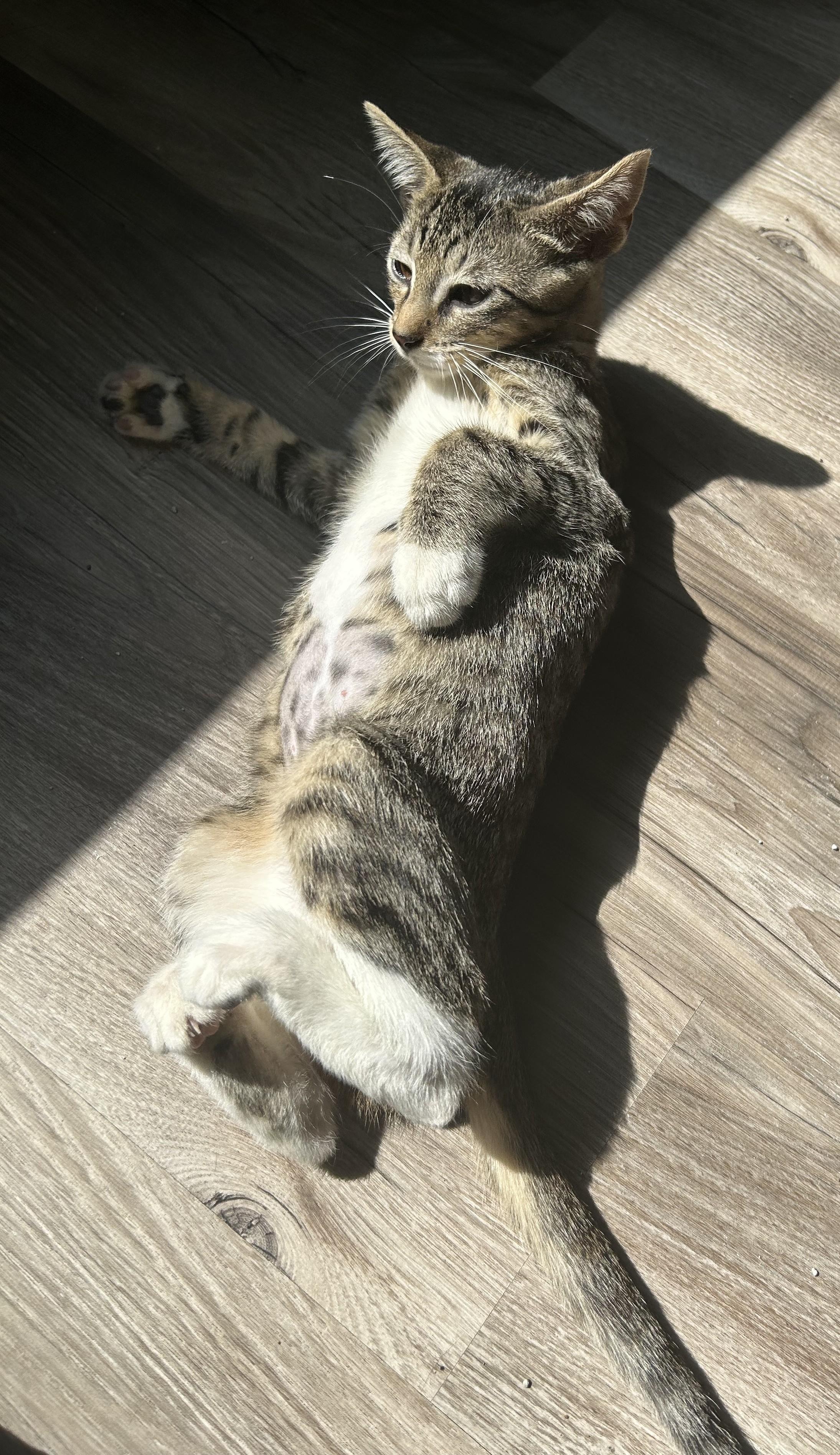 Kai, an adopted Domestic Short Hair in Tulsa, OK image 6/6
