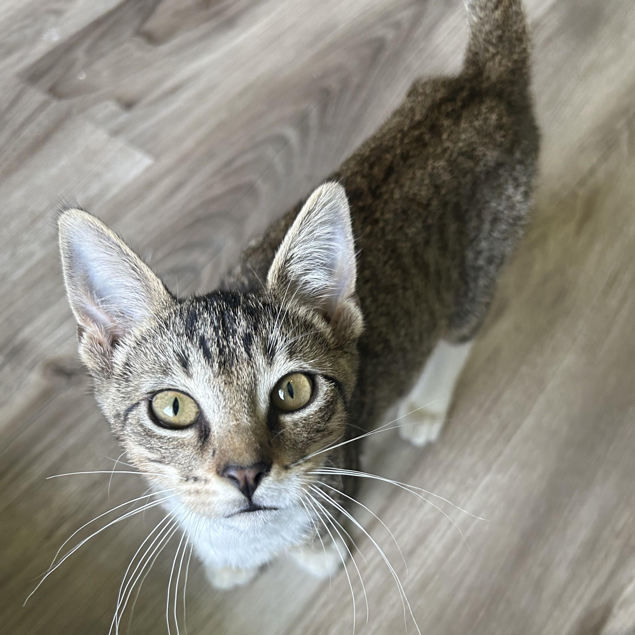 Kai, adopted, Kitten Female Domestic Short Hair.