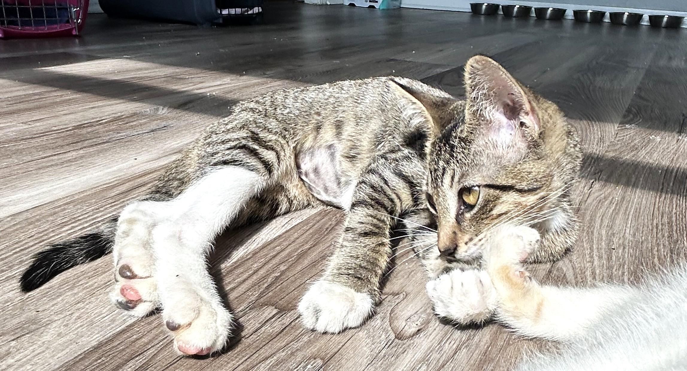 Kai, an adopted Domestic Short Hair in Tulsa, OK image 4/6