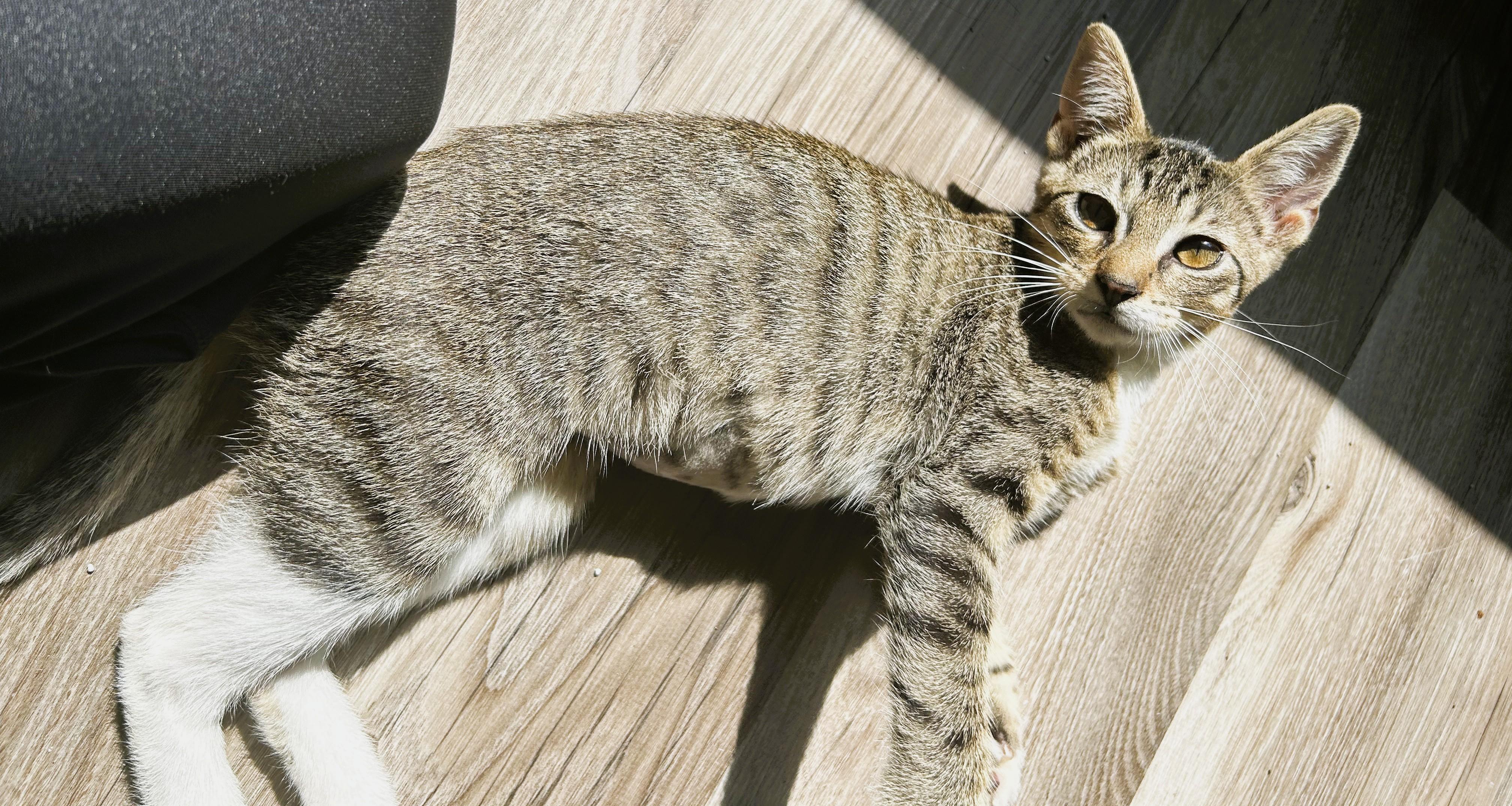 Kai, an adopted Domestic Short Hair in Tulsa, OK image 3/6