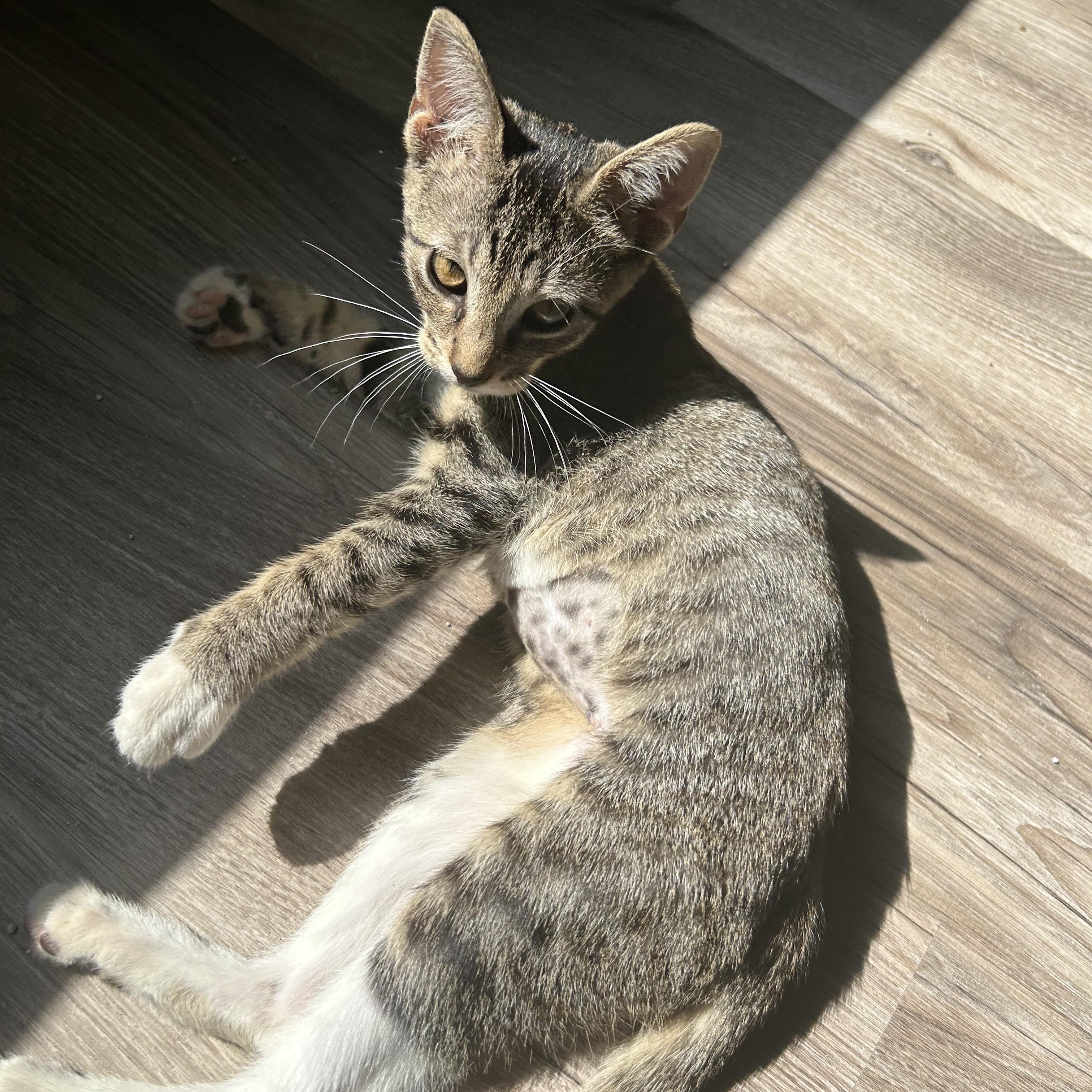 Kai, an adopted Domestic Short Hair in Tulsa, OK image 2/6