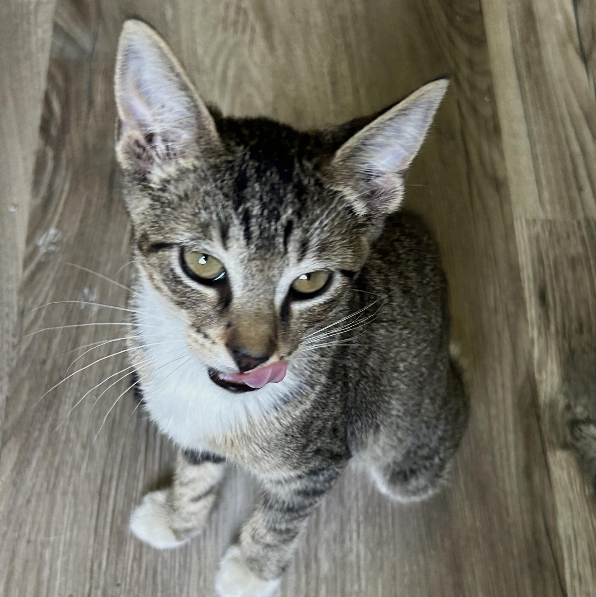 Kai, an adopted Domestic Short Hair in Tulsa, OK image 5/6