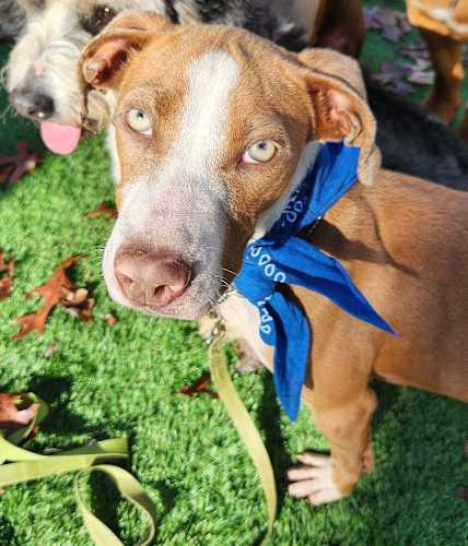 Enlarge Blueberry, a Adoptable mixed breed in Pelzer, SC image 3/4