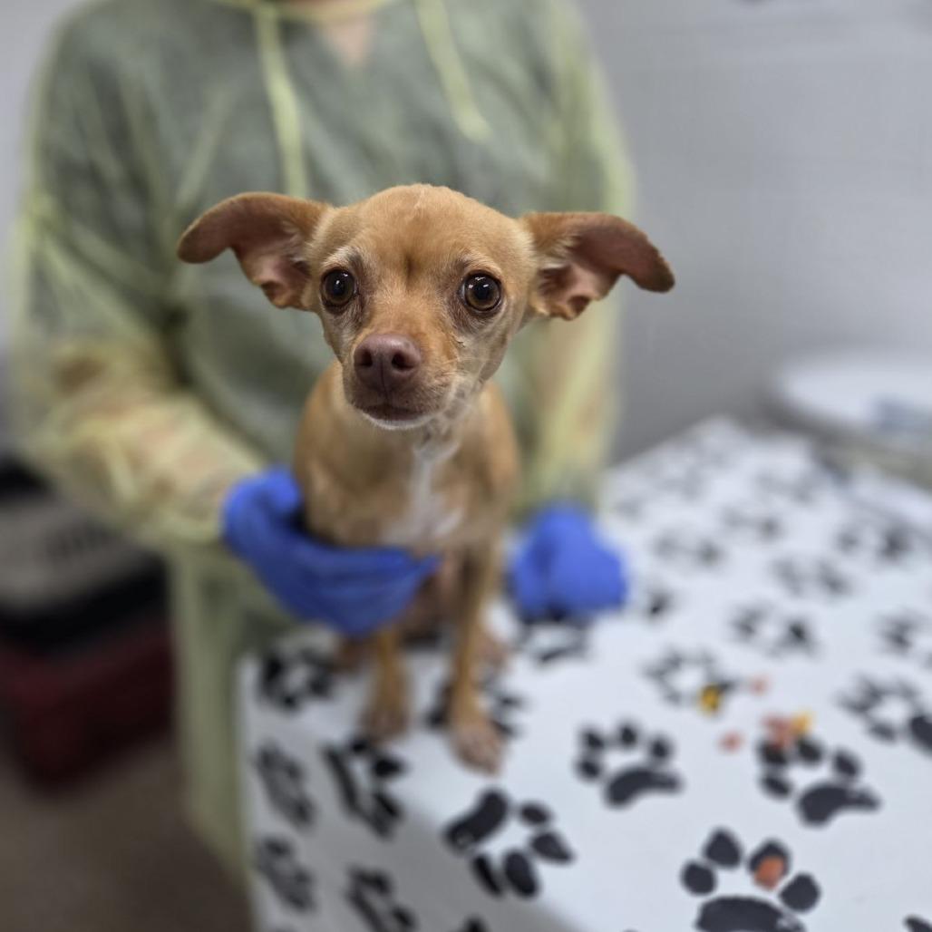 Jade Vine, Adoptable, Adult Female Chihuahua & Mixed Breed.