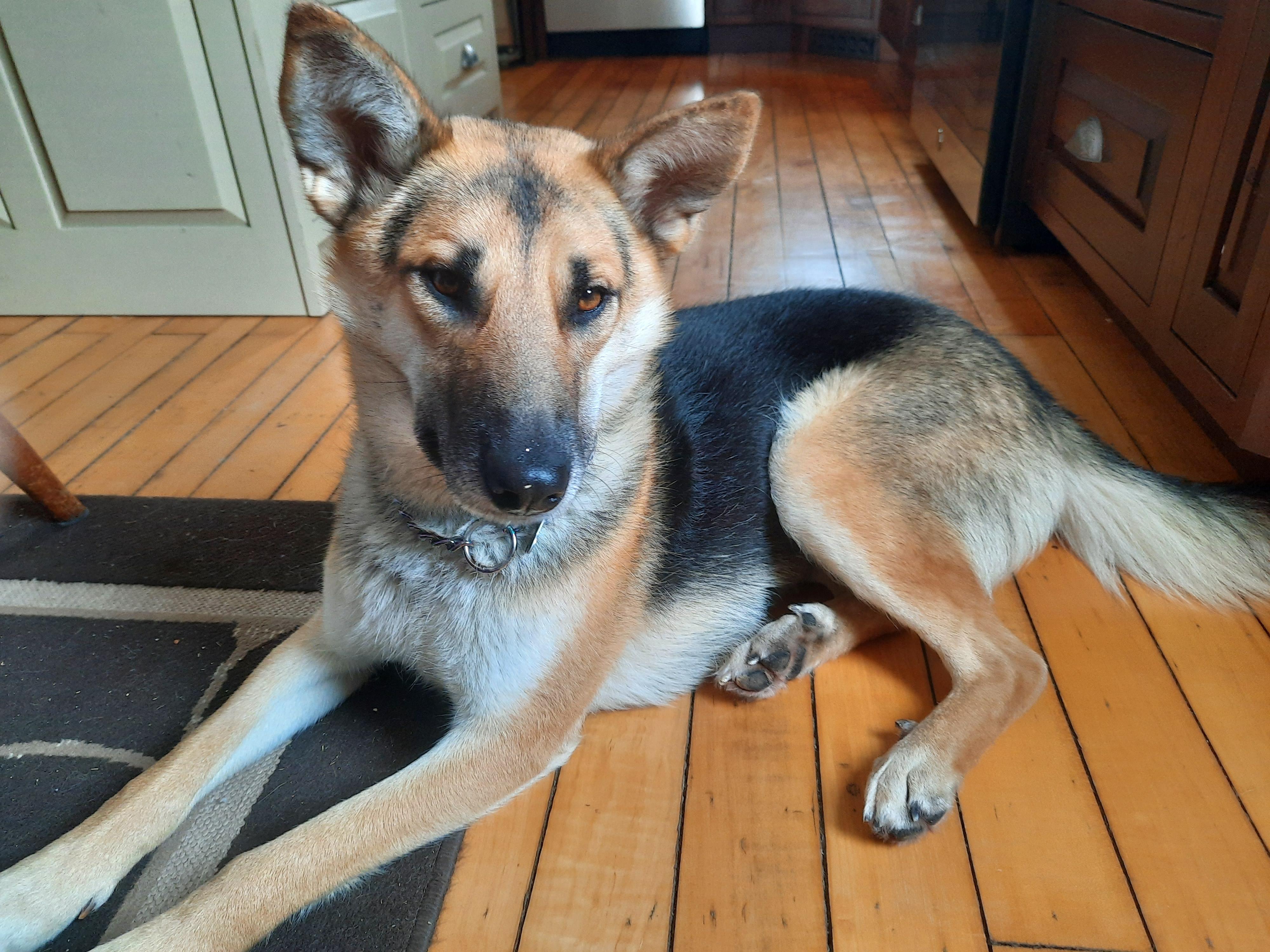 Bambi , ADOPTABLE, Young Female German Shepherd Dog.