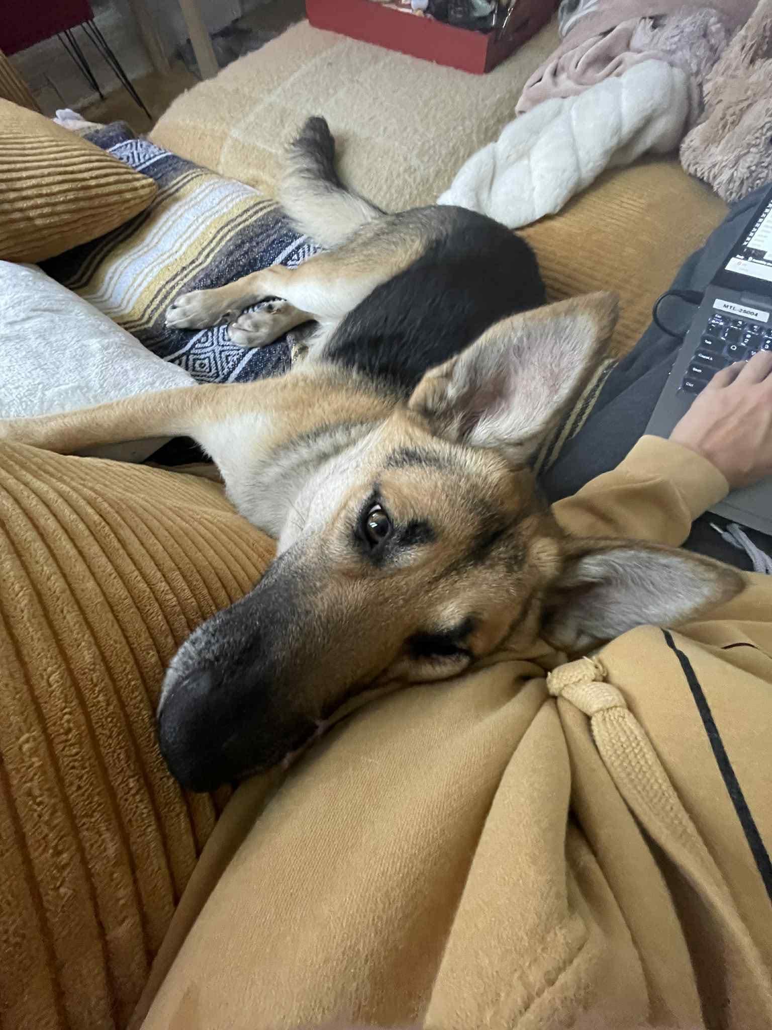 Enlarge Bambi , a ADOPTABLE mixed breed in Cambridge, ON image 6/6