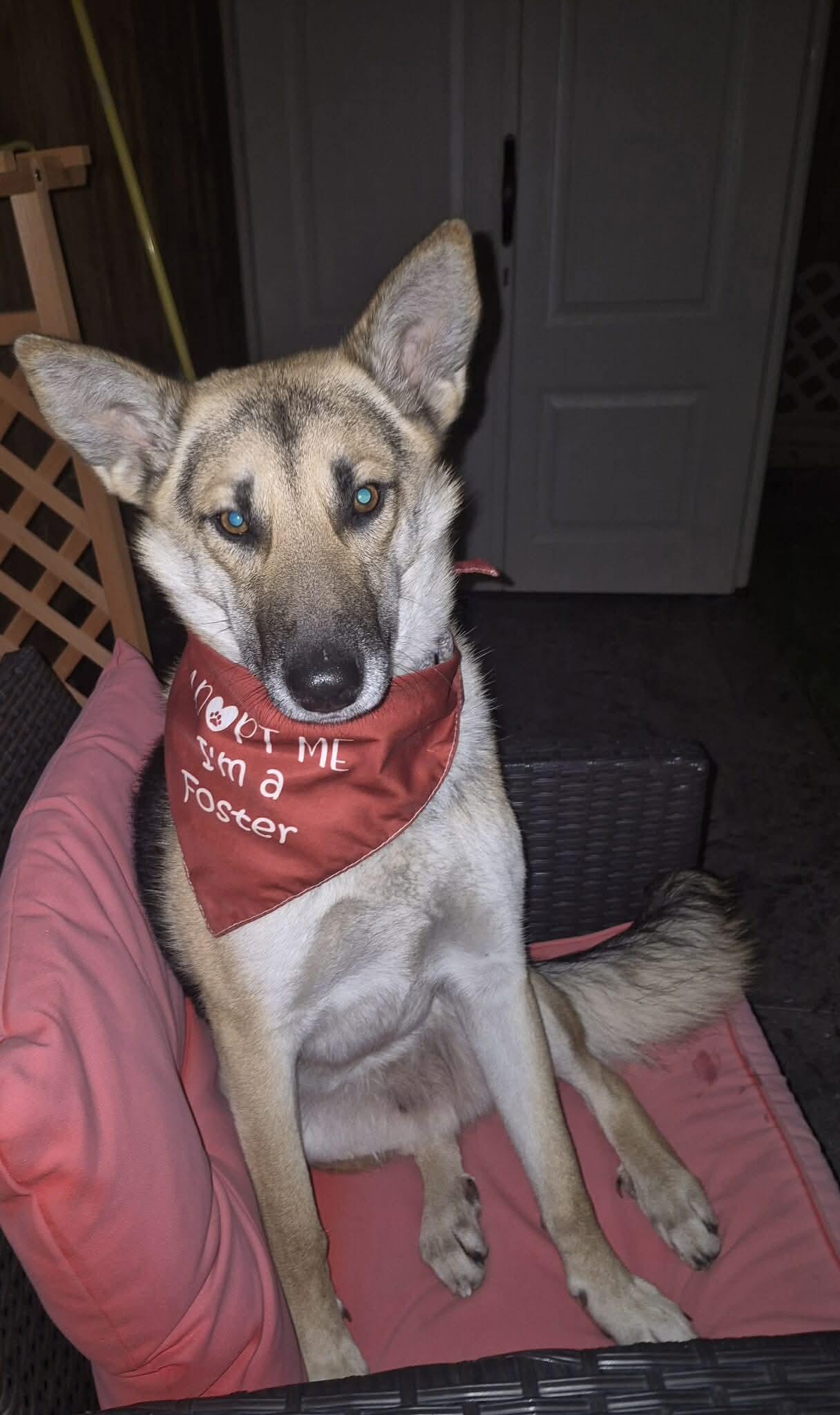 Enlarge Bambi , a ADOPTABLE mixed breed in Cambridge, ON image 2/6