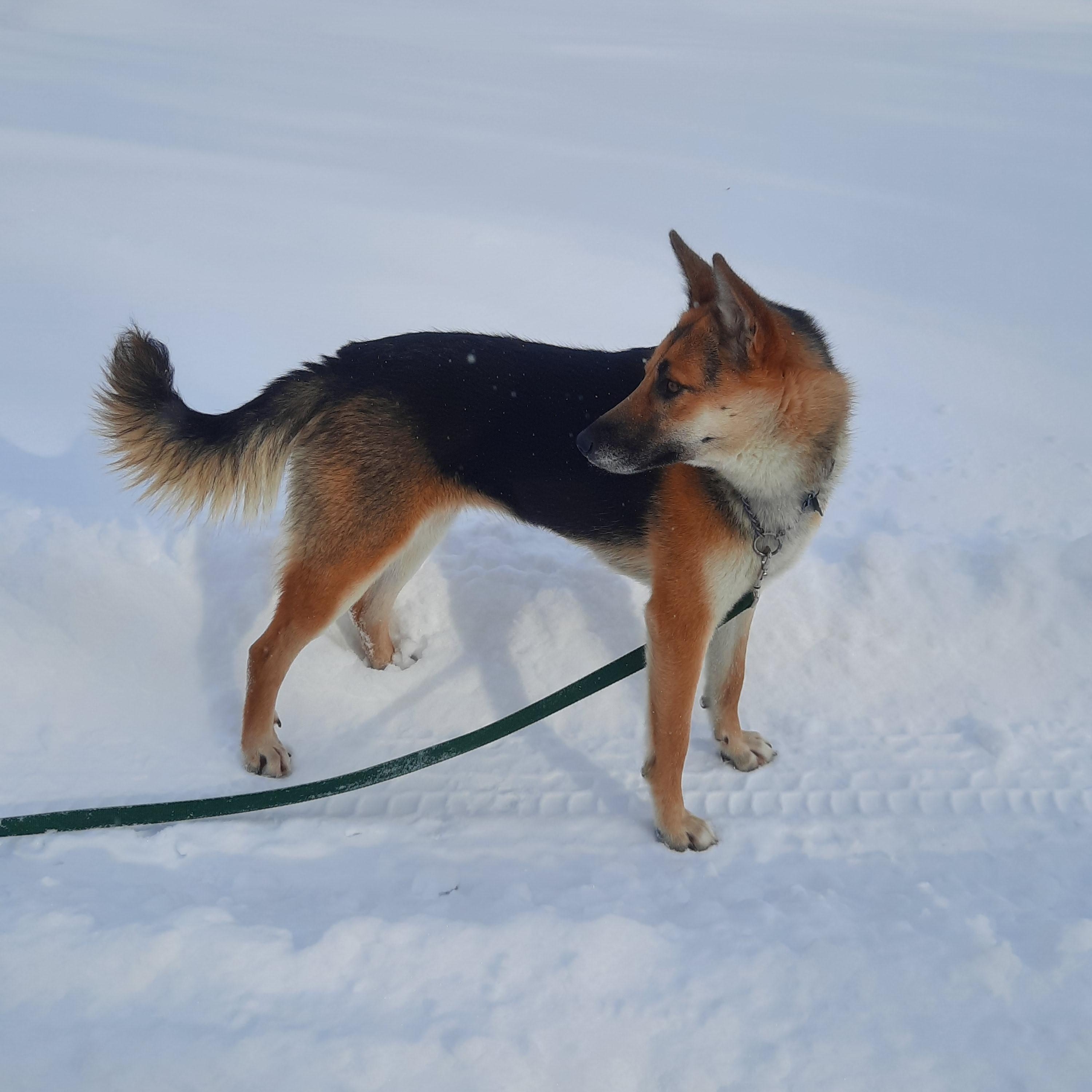 Enlarge Bambi , a ADOPTABLE mixed breed in Cambridge, ON image 4/6
