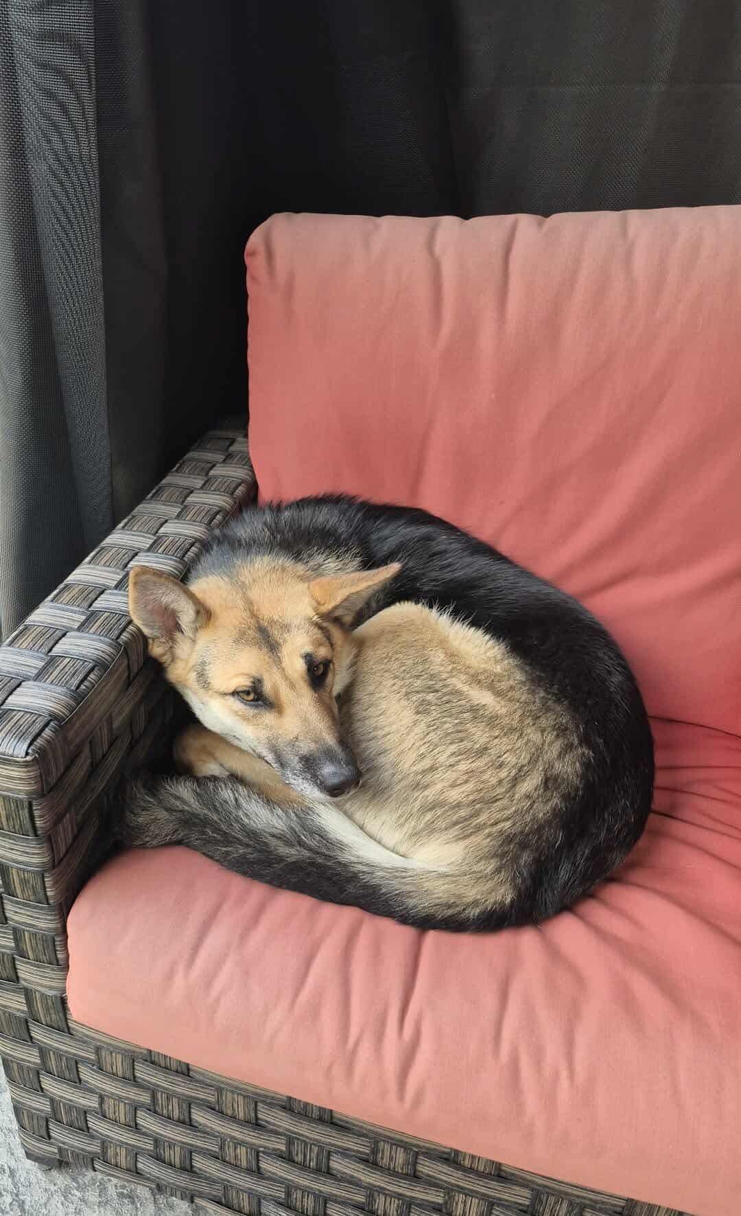 Enlarge Bambi , a ADOPTABLE mixed breed in Cambridge, ON image 5/6