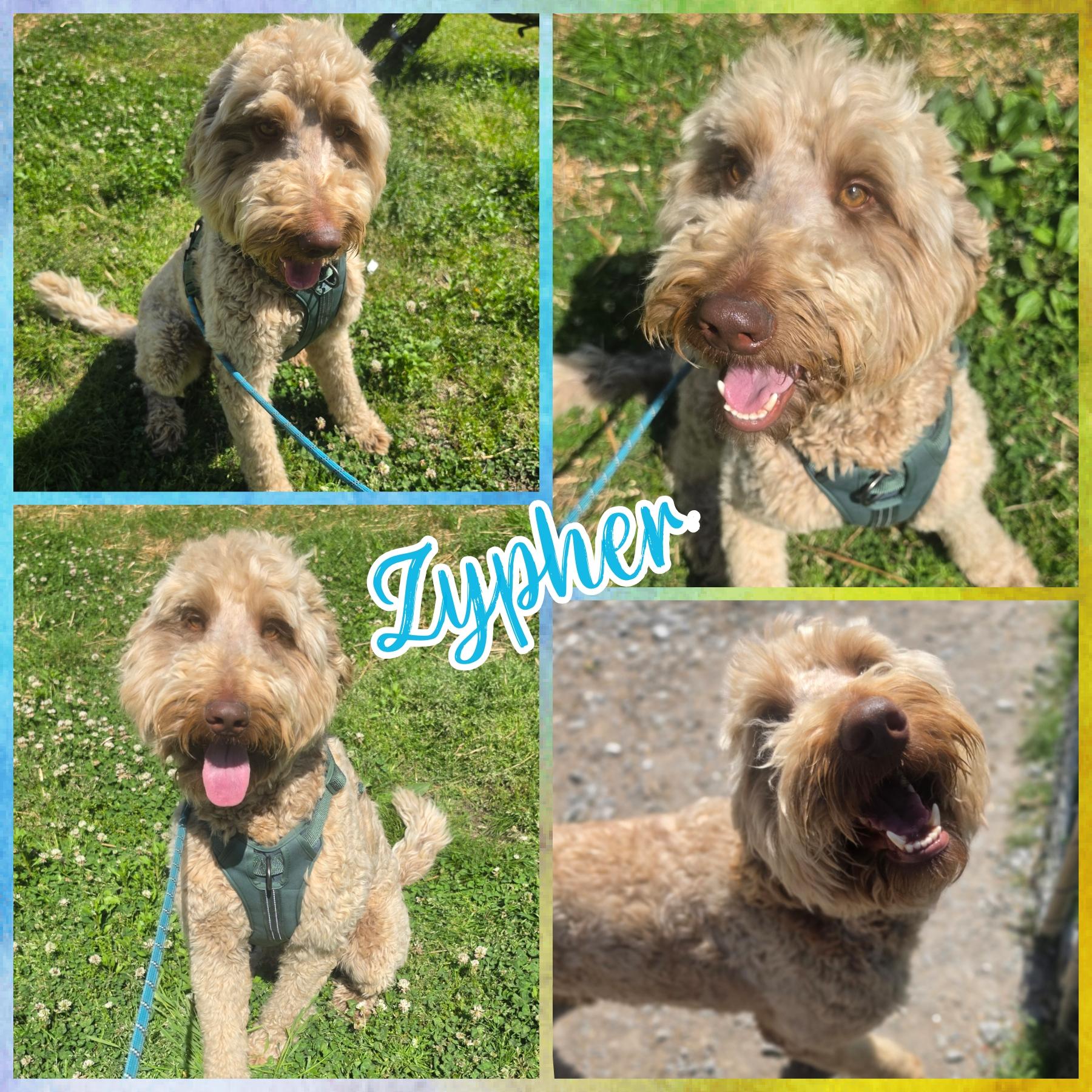 Enlarge Zypher, an adoptable Goldendoodle in Blacksburg, SC image 1/1