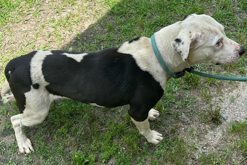 Canyon, sweet, calm and gentle boy