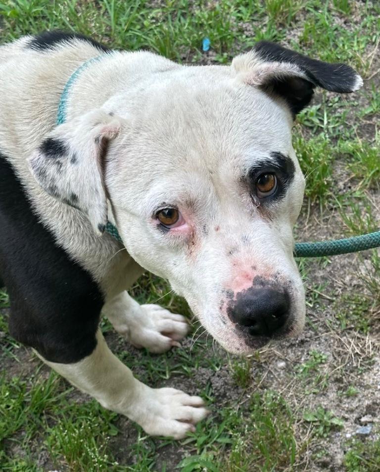 Canyon, sweet, calm and gentle boy