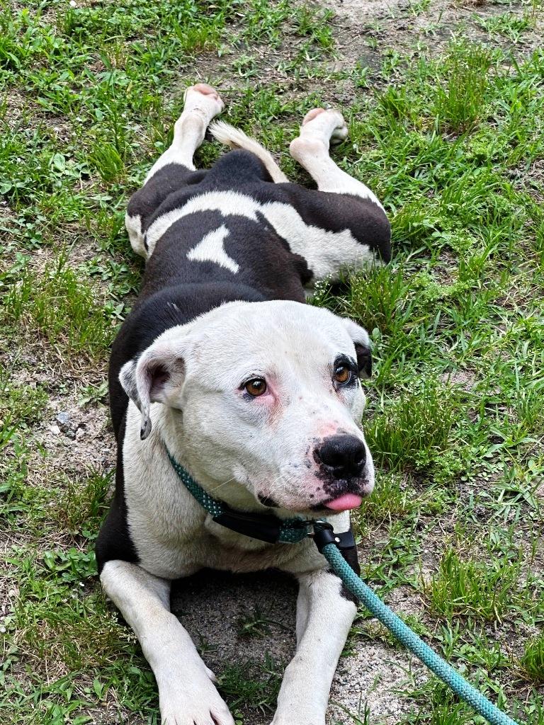 Canyon, sweet, calm and gentle boy