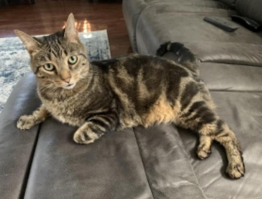 Enlarge Pete, an adoptable Domestic Short Hair in Verona, PA image 1/1