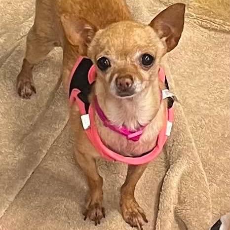 Ellie, Adoptable, Adult Female Chihuahua & Mixed Breed.