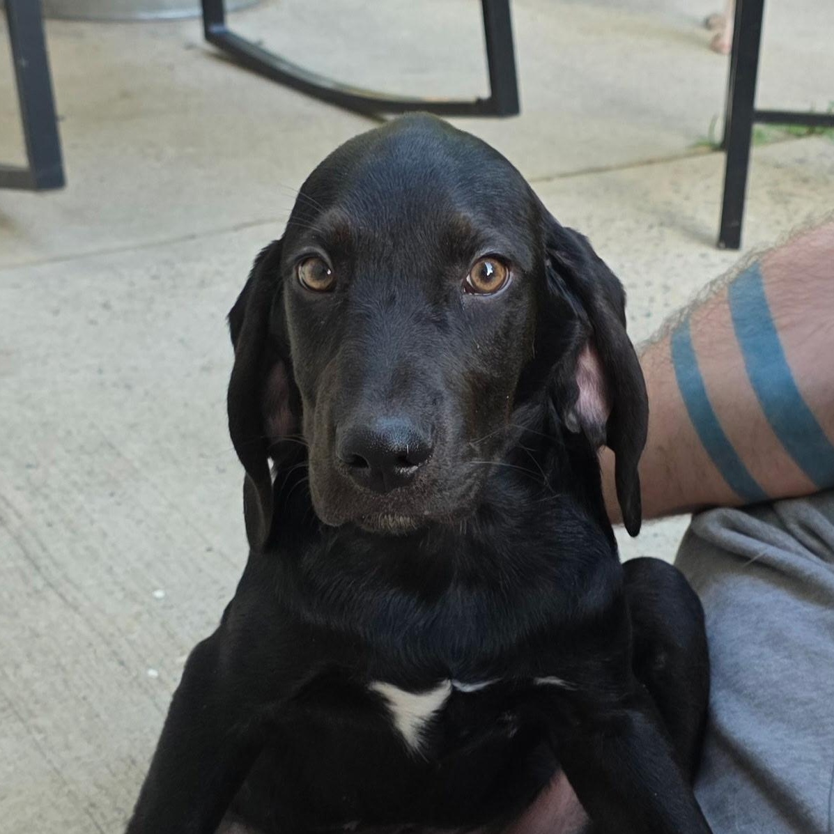 Sully, adopted, Puppy Male Hound.