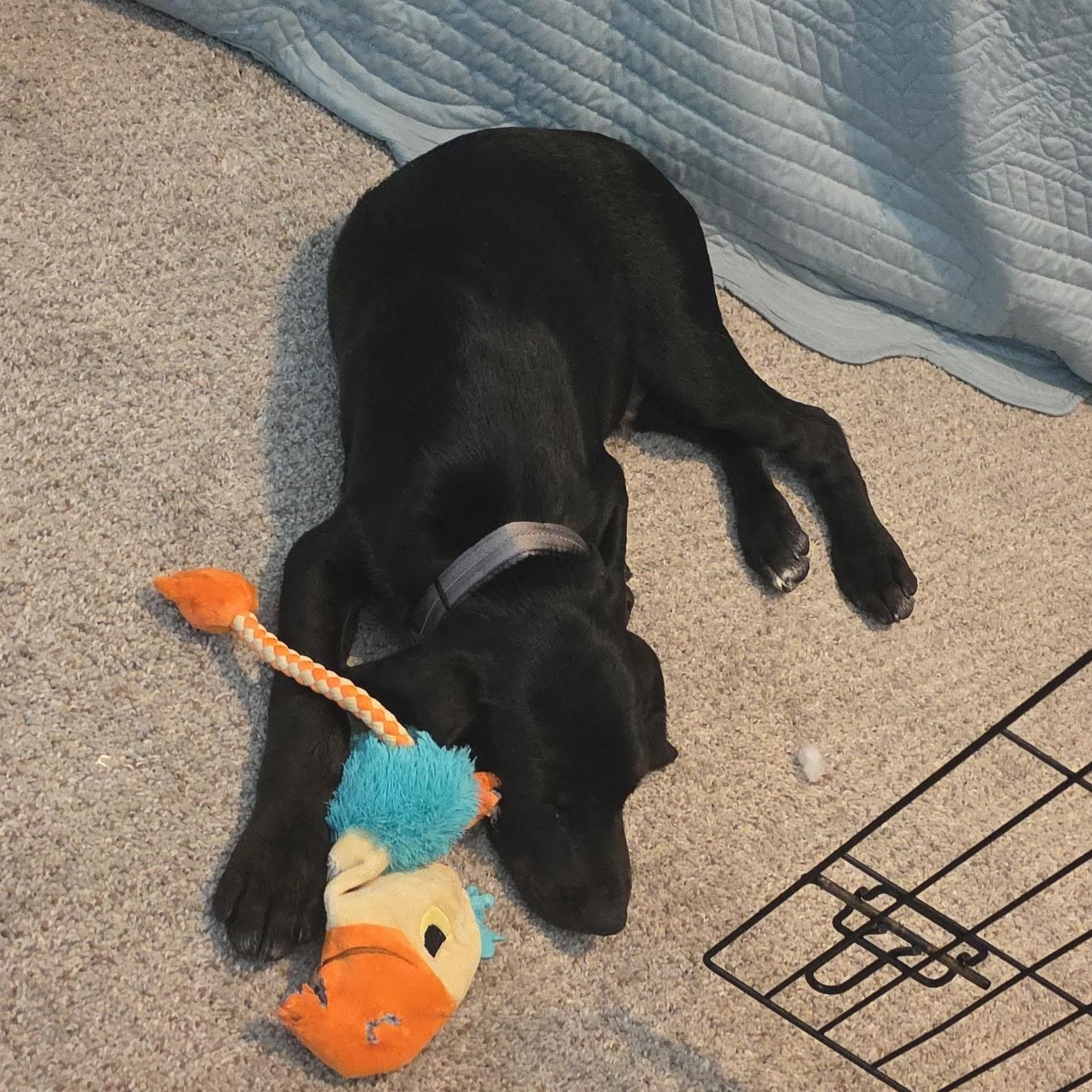 Enlarge Sully, an adopted mixed breed in Charlotte, NC image 2/4