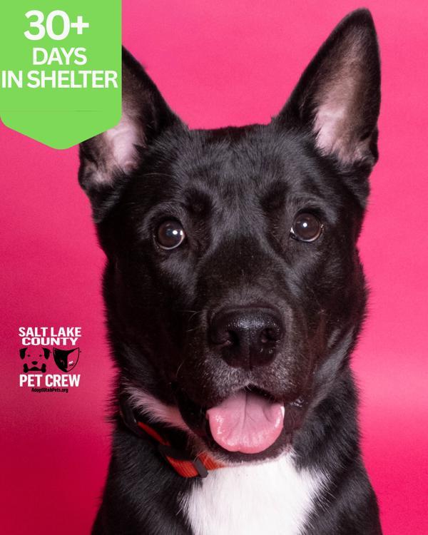 Enlarge *Sparta*, a Adoptable mixed breed in Salt Lake City, UT image 1/1