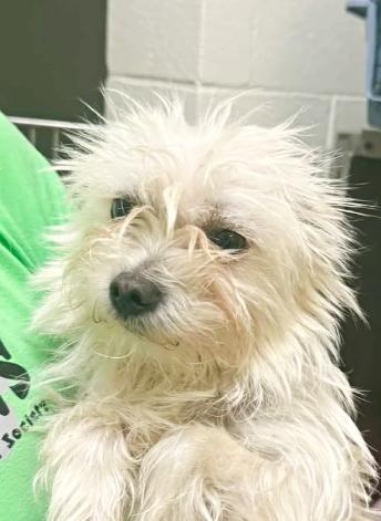 Albert, ADOPTABLE, Young Male Maltese & Miniature Poodle.
