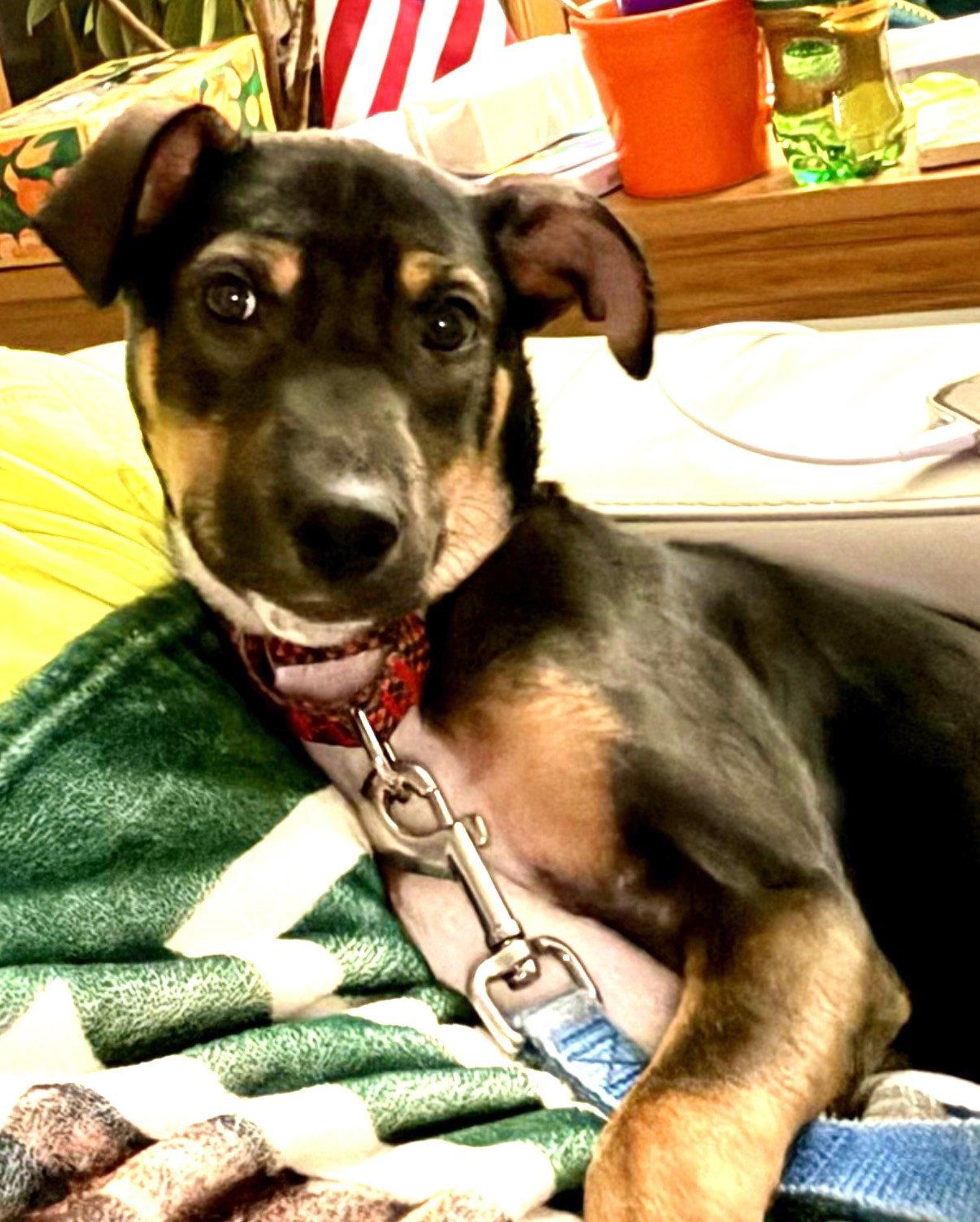 Bailey, a Adoptable mixed breed in Lake Hopatcong, NJ image 1/3