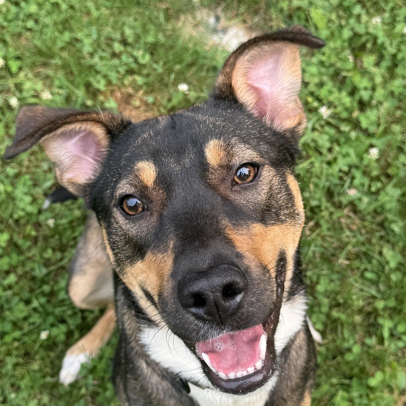 Bailey, Adoptable, Adult Female Labrador Retriever & Bernese Mountain Dog.