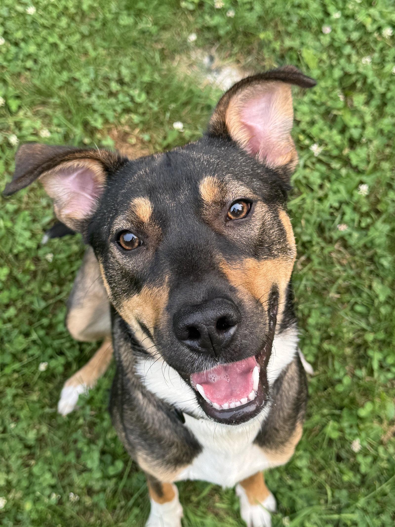 Enlarge Bailey, a Adoptable mixed breed in Lake Hopatcong, NJ image 1/3