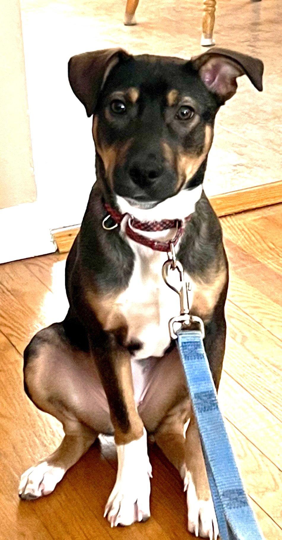 Bailey, a Adoptable mixed breed in Lake Hopatcong, NJ image 2/3