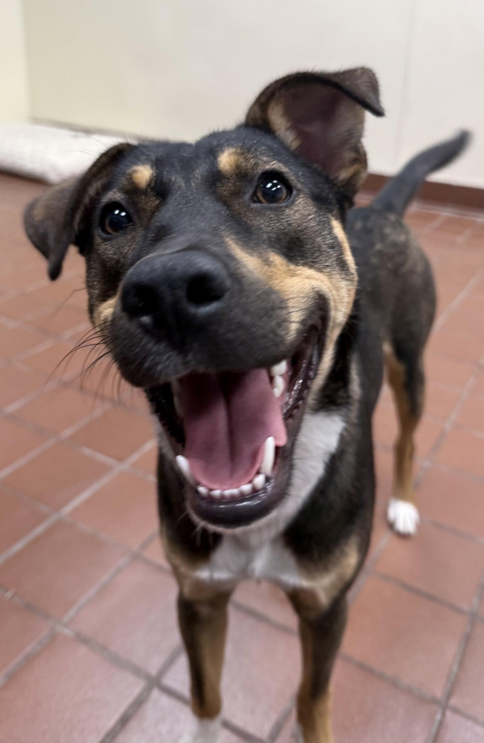 Bailey, a Adoptable mixed breed in Lake Hopatcong, NJ image 3/3