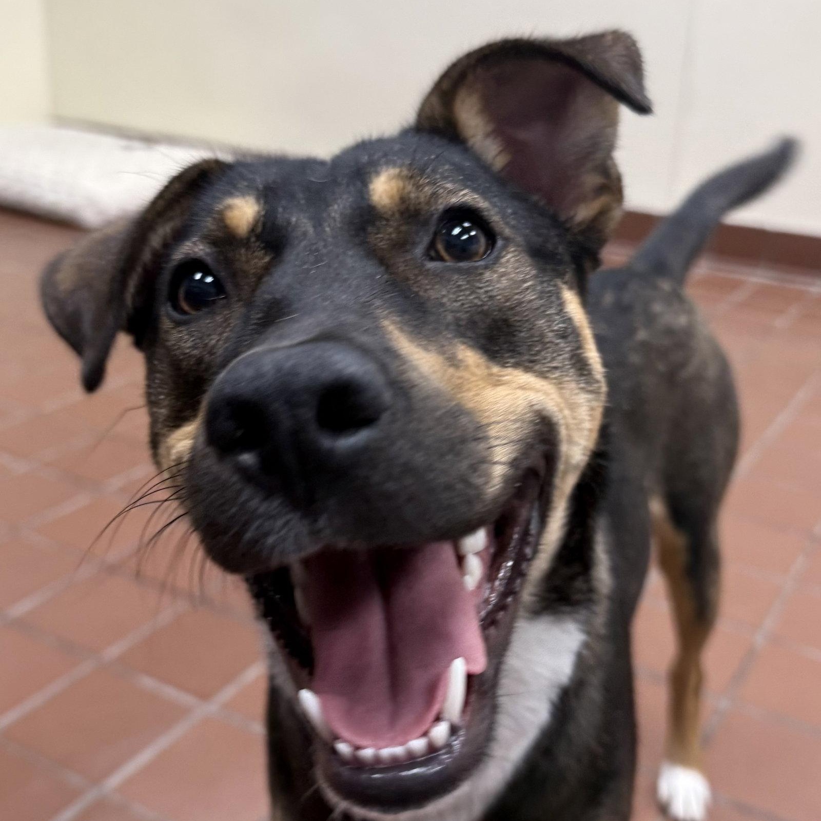 Enlarge Bailey, a Adoptable mixed breed in Lake Hopatcong, NJ image 2/3