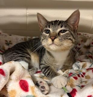 Enlarge Sky Dancer, a ADOPTABLE Domestic Short Hair in Mason City, IA image 1/1