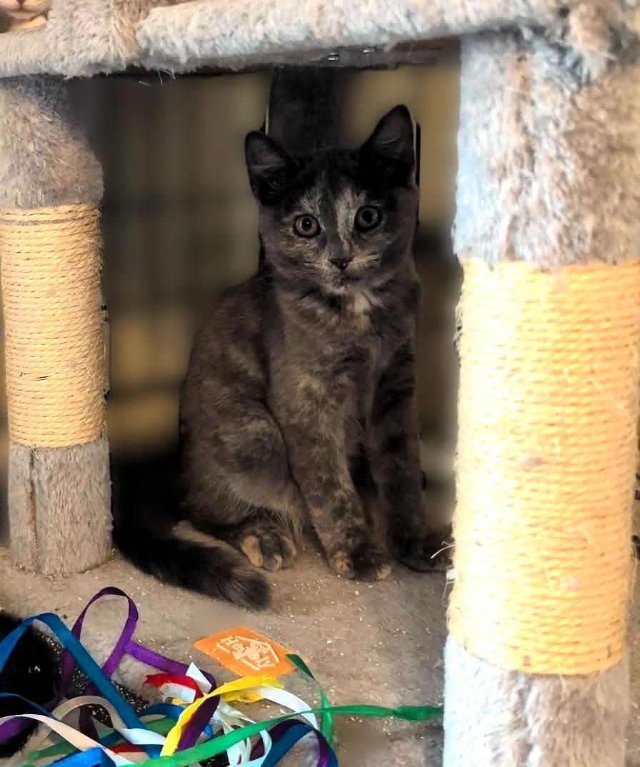 Enlarge Harper, a Adoptable Dilute Tortoiseshell in Hamilton, ON image 2/3