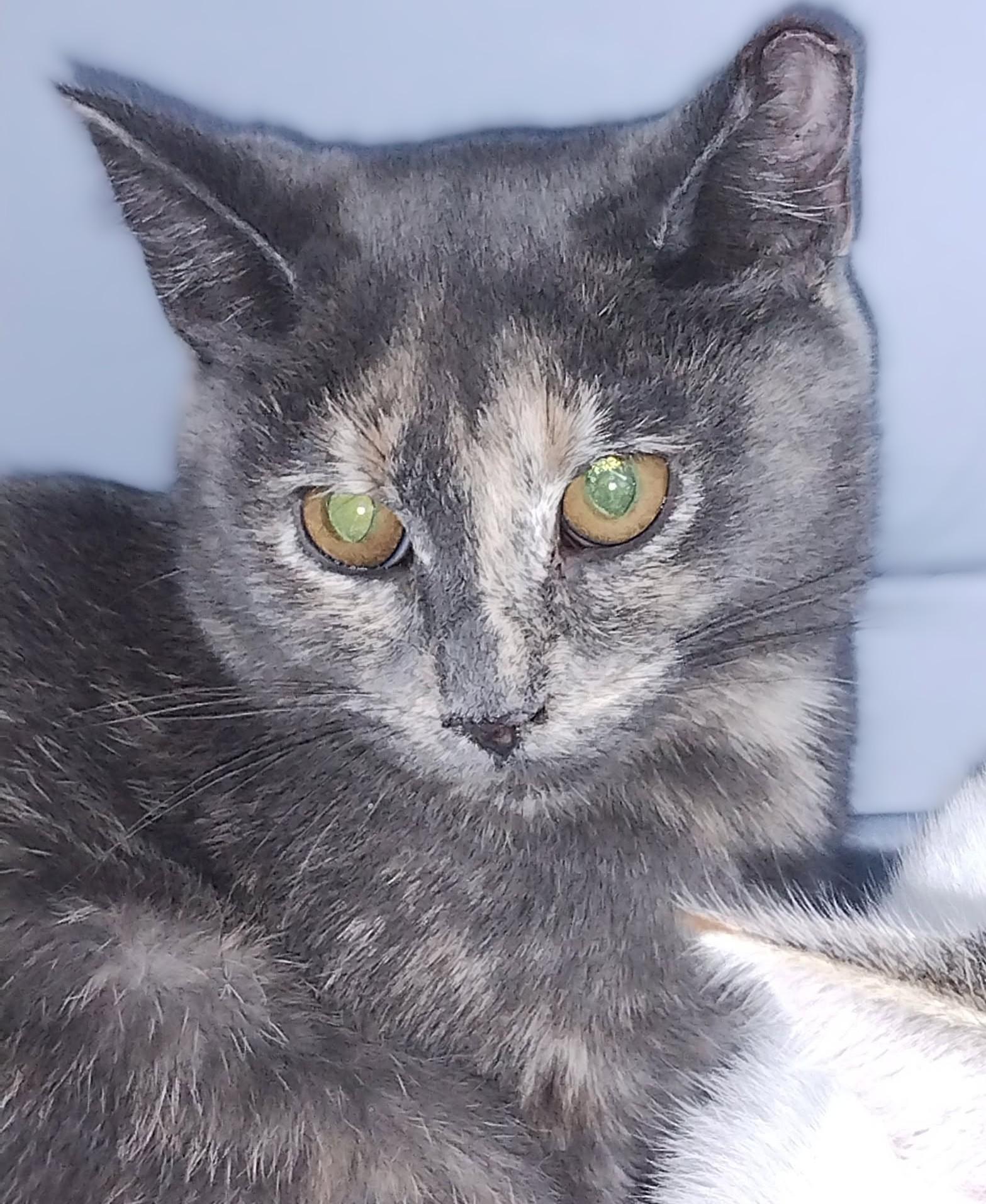 Enlarge Harper, a Adoptable Dilute Tortoiseshell in Hamilton, ON image 3/3