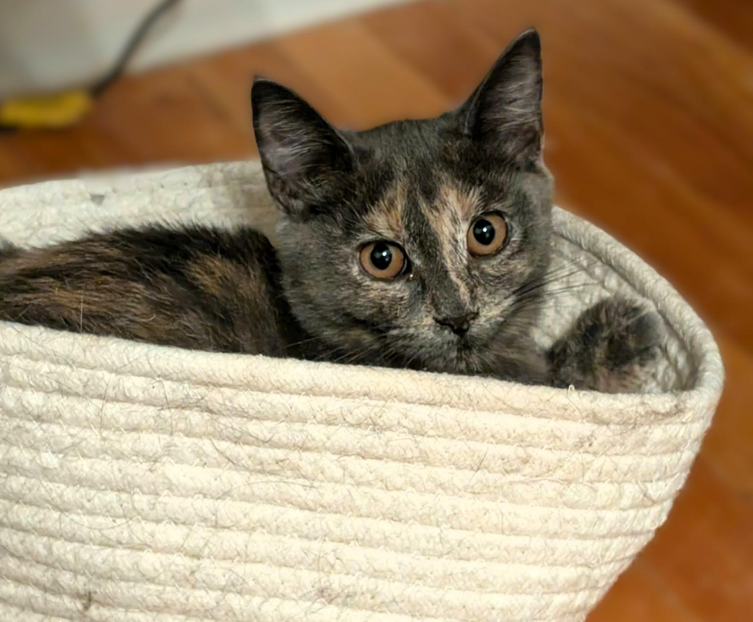 Enlarge Harper, a Adoptable Dilute Tortoiseshell in Hamilton, ON image 1/3