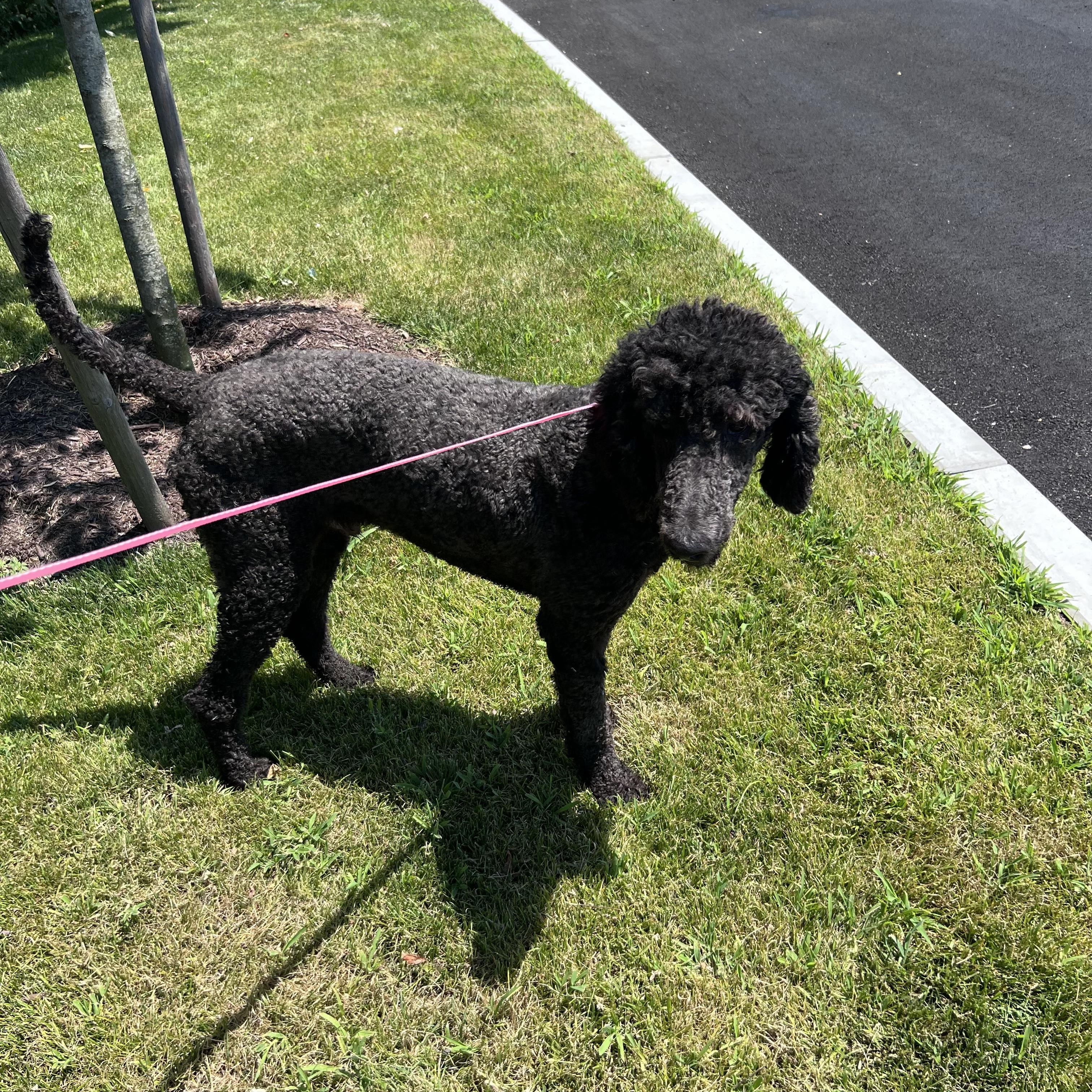 Cricket Local July 17-19, an adopted Standard Poodle in Johnston, RI image 2/3