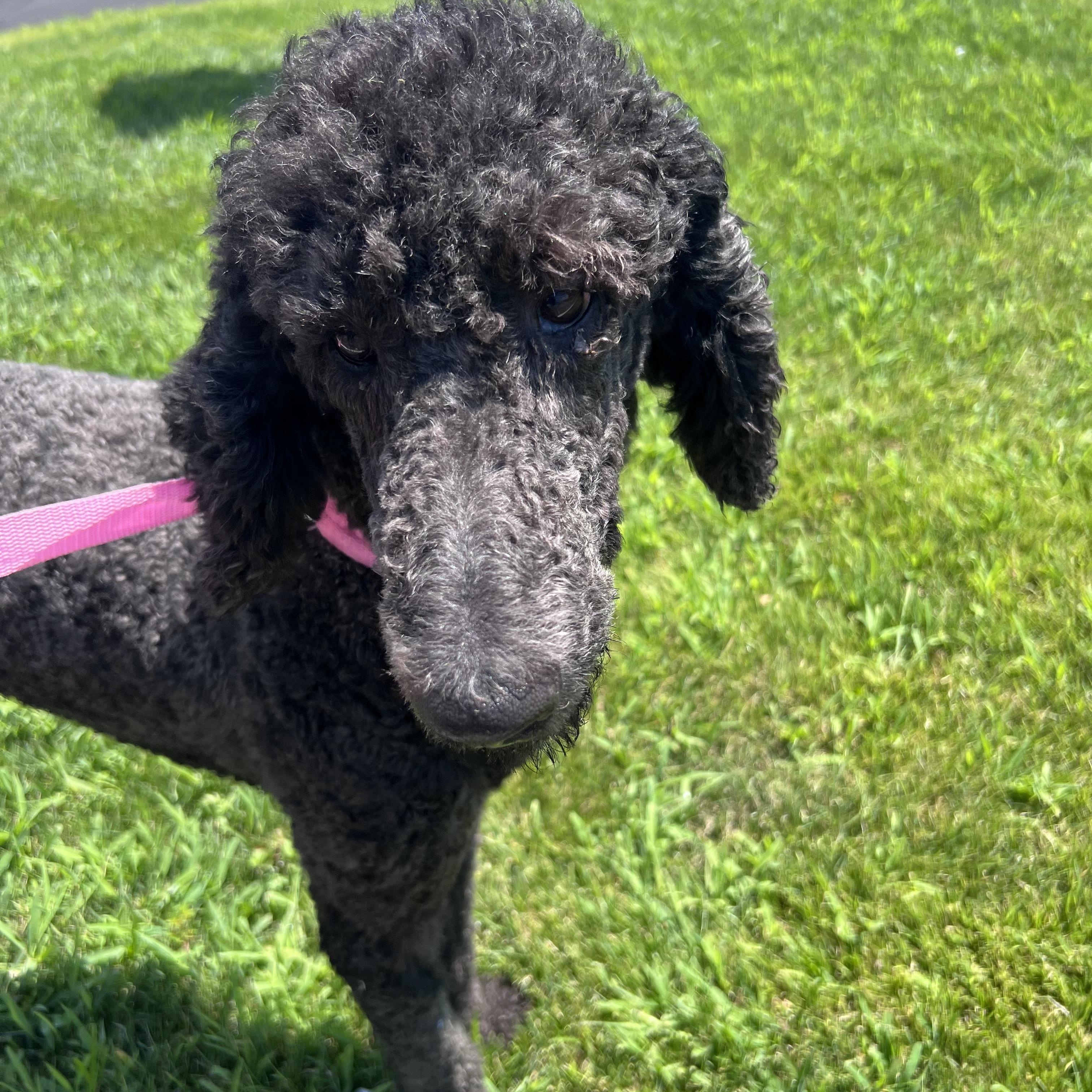 Cricket Local July 17-19, adopted, Adult Male Standard Poodle.