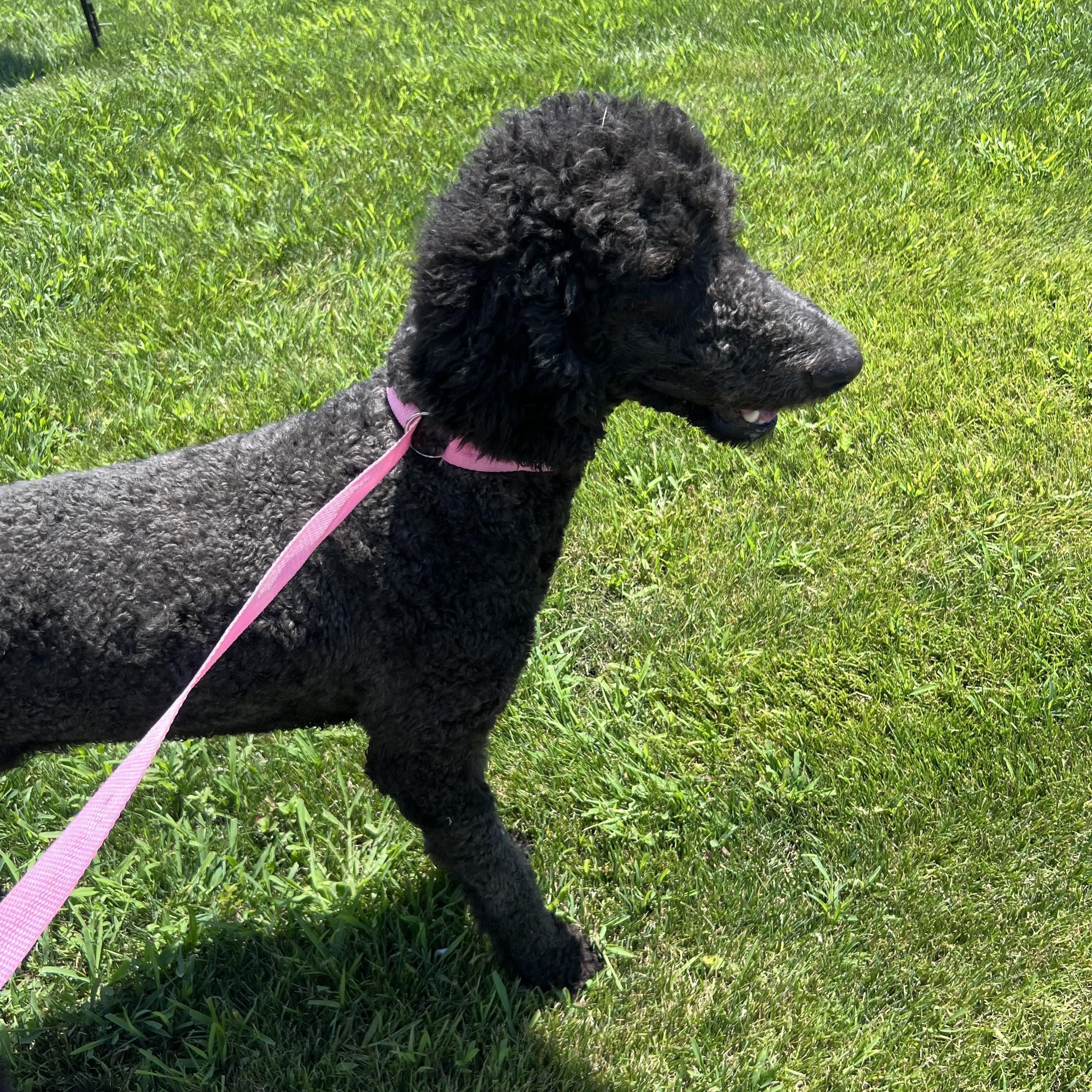 Cricket Local July 17-19, an adopted Standard Poodle in Johnston, RI image 3/3