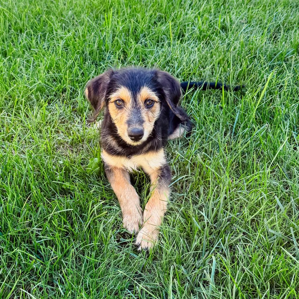 Turnip, Adoptable, Puppy Female Shepherd & Poodle.