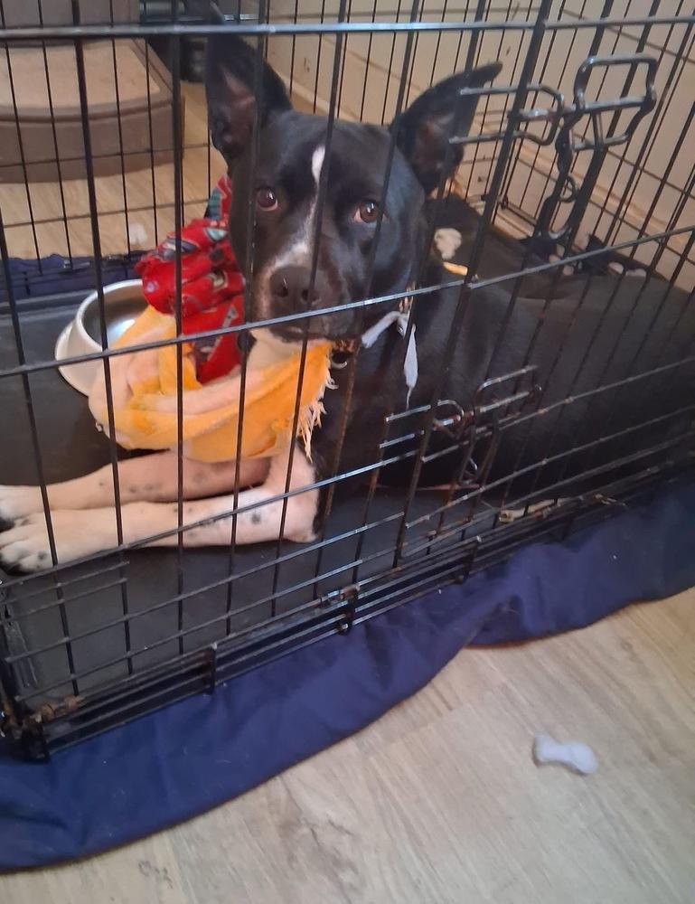 Shoestring, Adoptable, Young Male Border Collie.