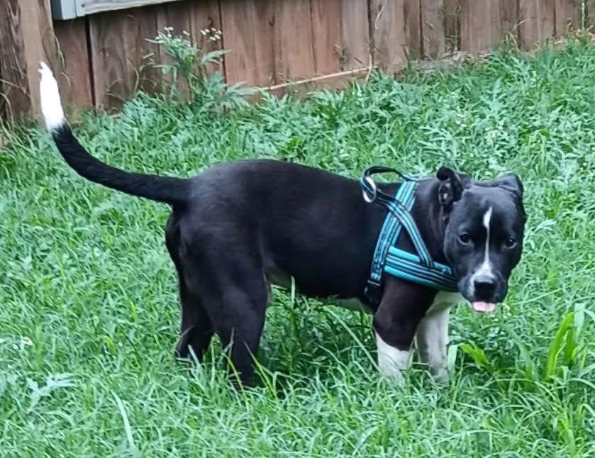 Enlarge Shoestring, a Adoptable mixed breed in Shawnee, OK image 1/1