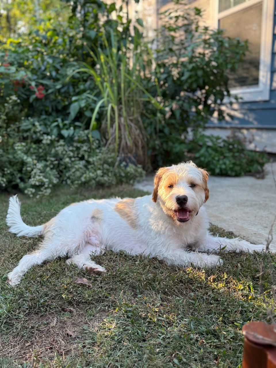 Sammy, a ADOPTABLE mixed breed in Greenville, SC image 2/2