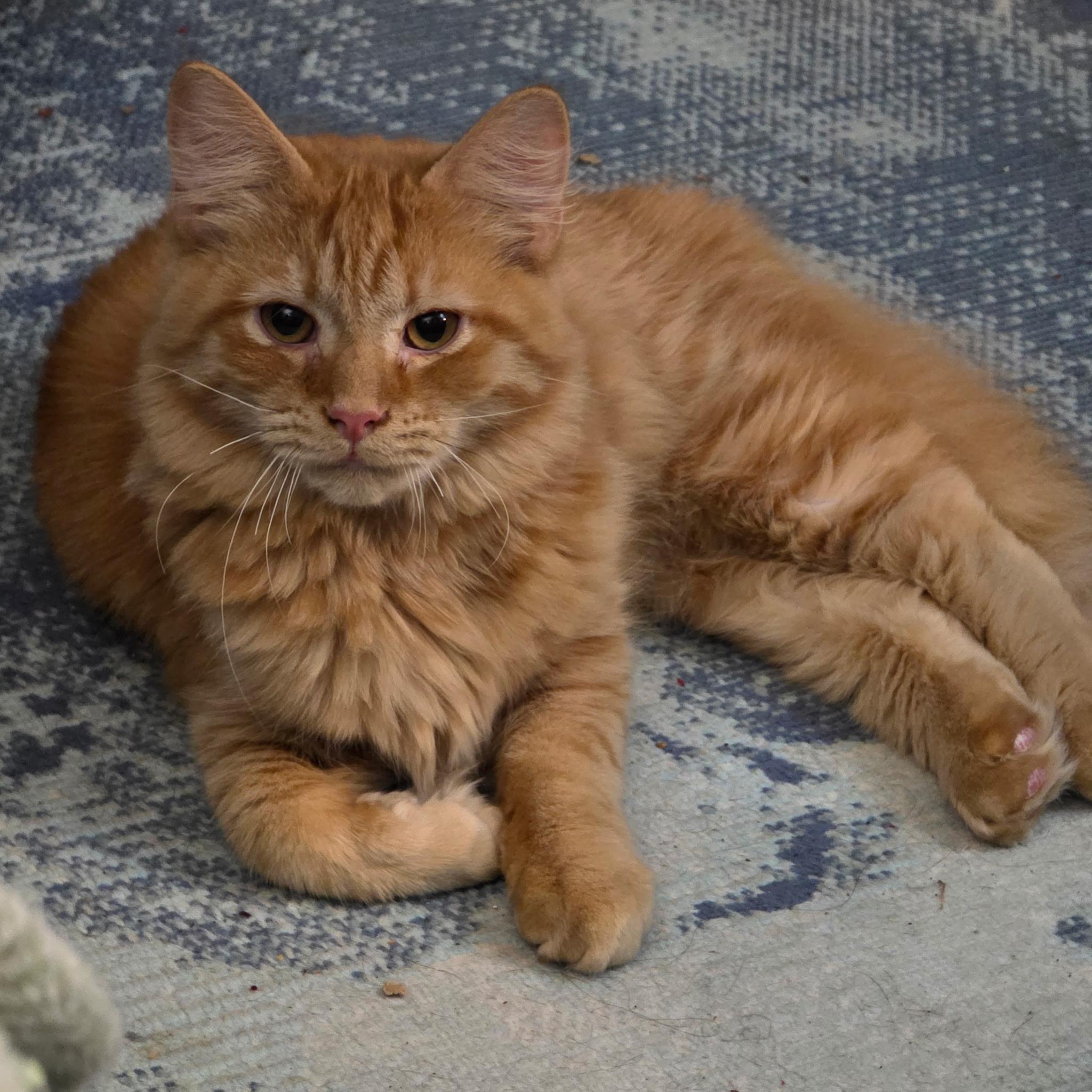 Casey, a Adoptable Tabby in Waynesboro, VA image 1/6