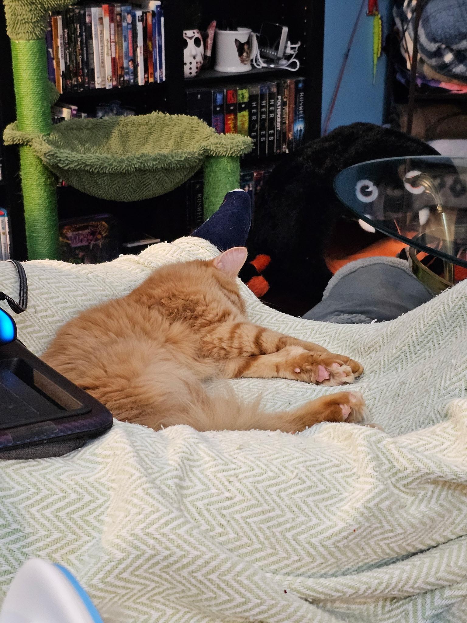 Casey, a Adoptable Tabby in Waynesboro, VA image 6/6