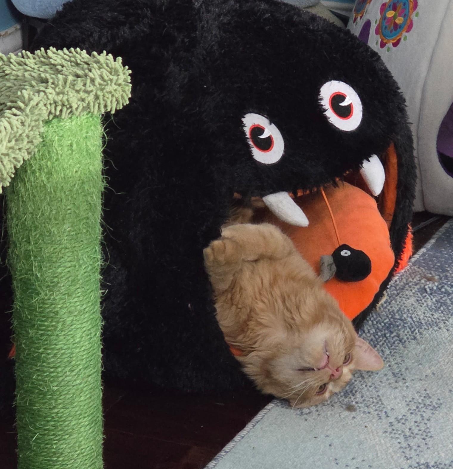 Casey, a Adoptable Tabby in Waynesboro, VA image 5/6