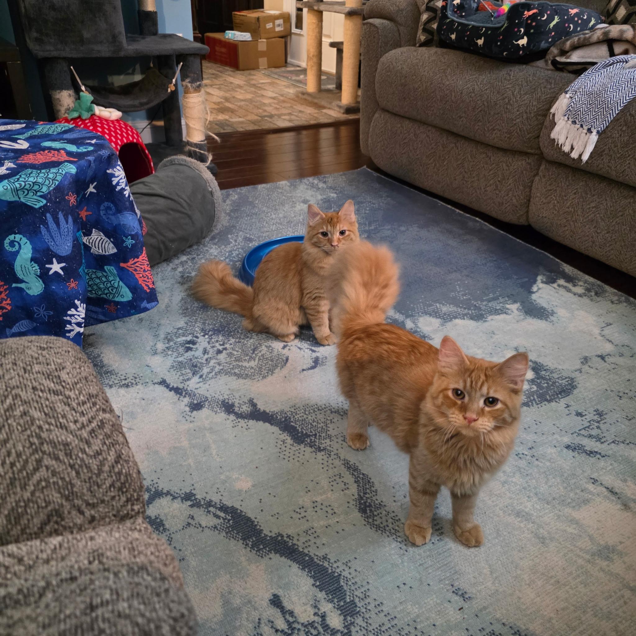 Casey, a Adoptable Tabby in Waynesboro, VA image 4/6