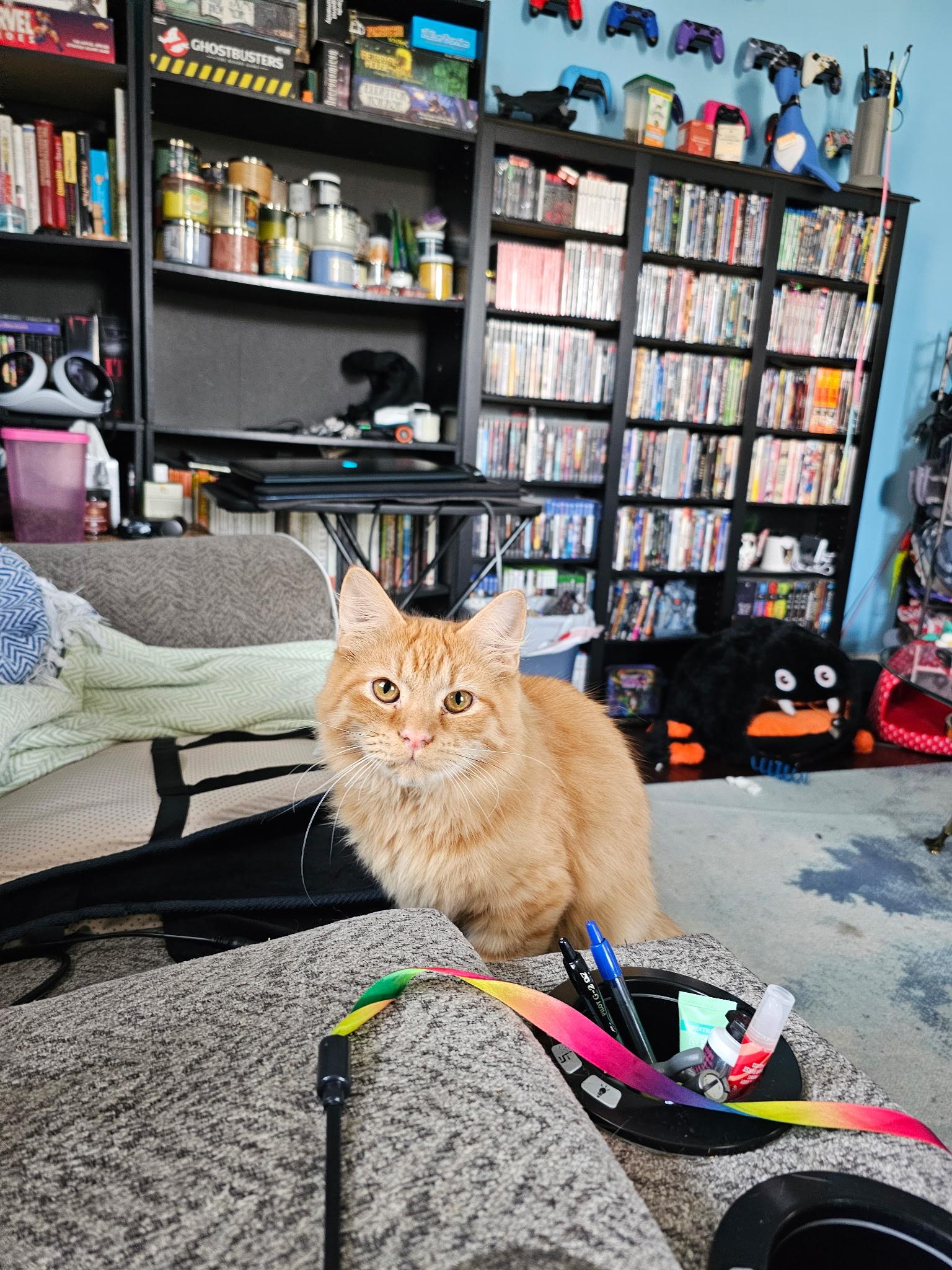 Casey, a Adoptable Tabby in Waynesboro, VA image 3/6